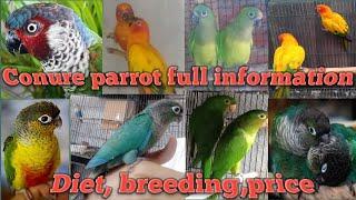 #Conure parrot information#top 10 conure  bird price in India(2020-21) #conure Birds full details