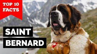 Saint Bernard - Top 10 Facts