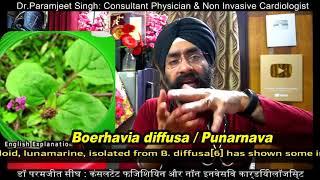 Top 10 Natural Ayurvedic Herbs to Cure High Blood Pressure   Dr Education ENG