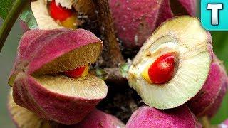 11 Tempting Fruits that are DEADLY | Top 10 Fruits You've Never Heard Of Ep.18