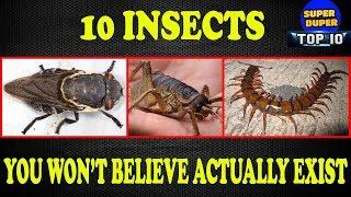 10 Weird Insects You Won't Believe Actually Exist..Do Watch This!!!