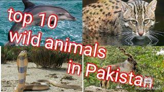 Top 10 Wild Animals in Pakistan||MILAWA Funny group