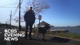 Veteran now a freshman at Yale with help from his service dog