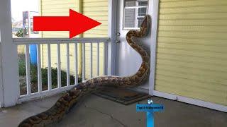 Top 10 Most Incredible Cases Of Wildlife In People's Homes