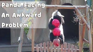 Panda Facing An Awkward Problem | iPanda