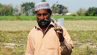 Agriculture in Pakistan | گندم کی فصل کو پانی | Village Life In Punjab Pakistan