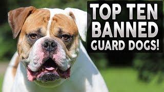 Top 10 BANNED Guard Dog Breeds!