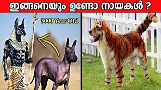 ലോകത്തിലെ അപൂർവയിനം 10 നായകൾ | Rarest Dogs in the World