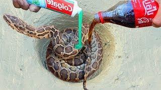 Best Mud Water Fishing | Experiment: Coca Cola And Toothpaste vs Python Snake in Hole