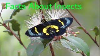 Top 10 Interesting Facts About Creatures || Multi Topics Information