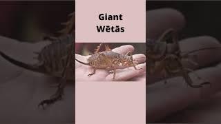 Top 10 Largest Insects in the World|part2|World of Information