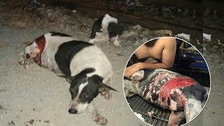 Rescue The Puppy And His Mother By The Rails - AMAZING Dog Rescue Story