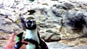 Funny Videos-Top 10 Funny Penguins