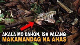 Top 10 mga hayop at insekto na magaling sa camouflage at pagpapanggap | Animal & Insect mimicry