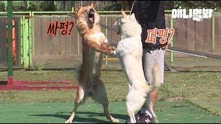 너네 어디가서 절에 사는 개들이라고 흐즈므르 ㅣ Don't Say That You Guys Are Temple Dogs. Period.