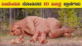 Top 10 Weirdest Animals in the World | Interesting Unknown Facts in Kannada | #VismayaVani | Ep-68