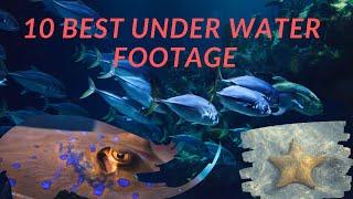 Top 10 Best Under Water Footage |  Nature Colorful Sea Life HD (1080p) Video