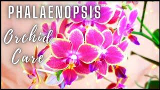 How to grow Phalaenopsis Orchids for Beginners | Top 10 Tips for success