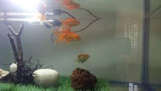 DIYAquarium Gold fish tank and woods in side aquarium. ..