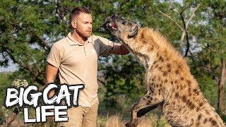 How Hyenas Are Trained For Movies | BIG CAT LIFE