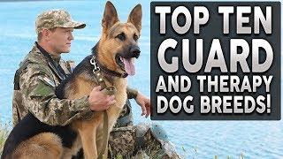 Top 10 GUARD and THERAPY Dog Breeds!