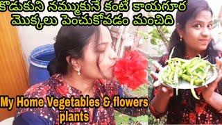 #vlog Home Vegetables Top 10 tips to grow vegetables and flowers plants at home gardening