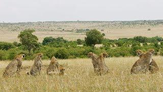 Spotting A Rare Group of 8 Cheetah! | Seven Worlds, One Planet | BBC Earth