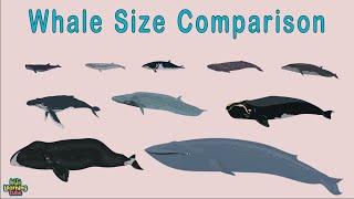 Whale Size Comparison/Whales for Kids