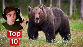 British Guy Reacts to Top 10 Most Dangerous Animals In America! WILD ANIMALS USA