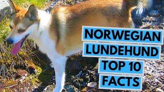 Norwegian Lundehund - TOP 10 Interesting Facts