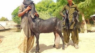 Top Class Beetal Goat Which Gives 10 KG Milk Per Day| Interview with Owner