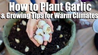 How to Plant Garlic & 4 Tips for Growing it in a Warm Winter Climate