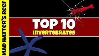 Top 10 Most Stunning Invertebrates For The Saltwater Aquarium