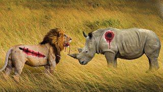 10 Animals That Can Kill a Lion