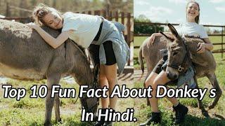 Top 10 Fun Fact About Donkey's In Hindi।। donkey information in hindi।। donkey milk।। donkey farming