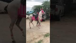 Horse is dancing