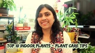 Top 10 low Maintenance Indoor Plants for beginners - Easy Plant Care tips - in Hindi