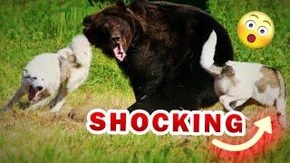 Top 10 Bear hunting dogs you didn’t know before