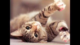 This Month's Top 10 Video Compilations of Cute Funny Adorable Kittens (Cat World) by UNLMTD TV