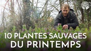 10 plantes sauvages à cueillir au printemps