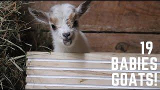 Baby Goat Field Trip to Sunflower Farm