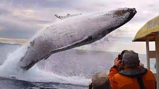 They didn’t expect this whale to jump out at them!