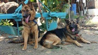 Top quality German shepherd puppies for sale