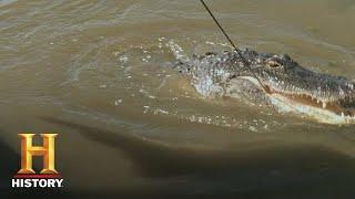 Swamp People: BIGGEST GATOR COMPETITION ON COW ISLAND (Season 11) | History