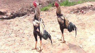 Biggest  Aseel And Top Quality Pakistan Aseel Birds High quality Indian Aseel murga in pakistan
