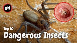 Top 10 Dangerous Insects