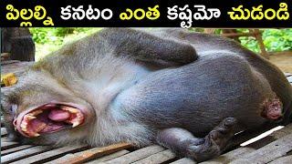 టాప్ 10 ఇంటరెస్టింగ్ facts | Top 10 interesting facts in telugu | Mr raja facts | Telugu facts | 20