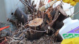 UTILITY BOX NIGHTMARE | HOW TO KILL A TREE STUMP USING BONIDE VINE AND STUMP KILLER