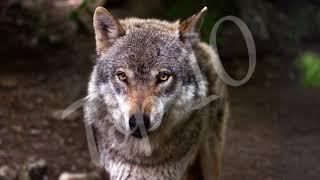 Top 10 Facts about Wolf | Interesting Facts About Wolves | Top 10 Famous Facts Of Wolf