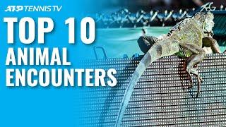 Top 10 Animal Encounters On The ATP Tour!